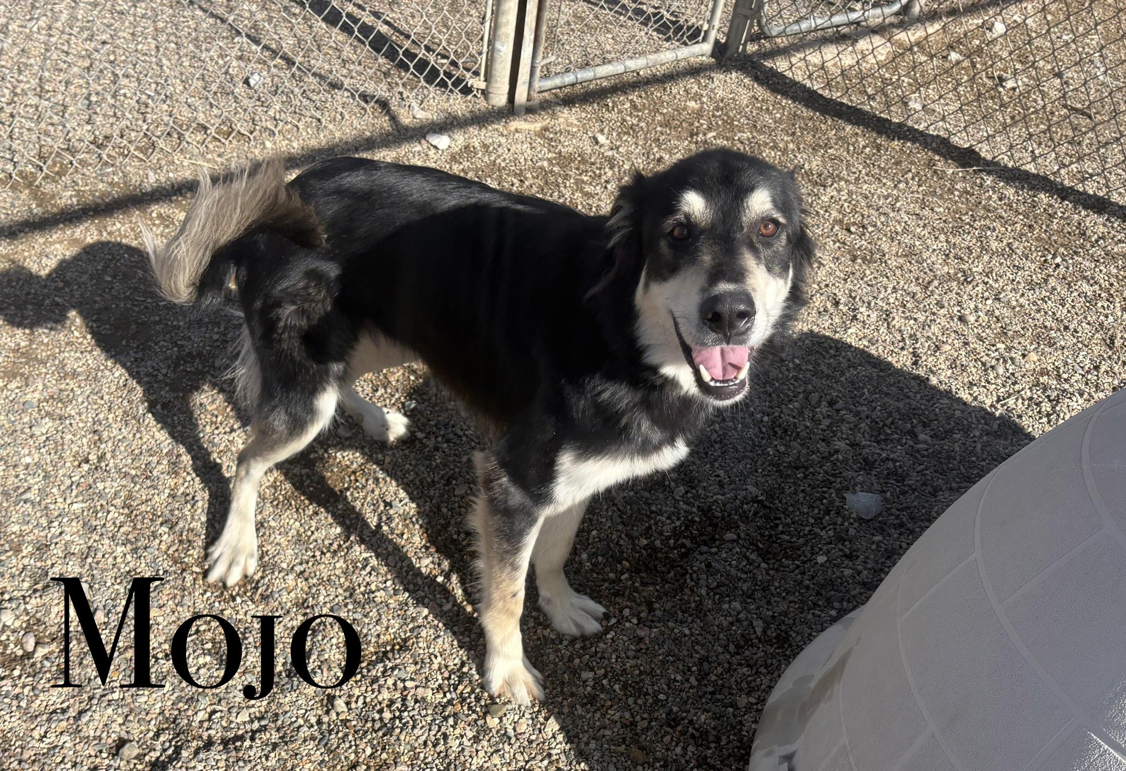 Mojo, ADOPTABLE, Adult Male Mixed Breed.