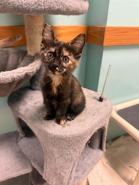 STAR CRUNCH, Adoptable, Kitten Female Domestic Long Hair.