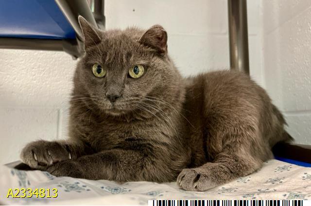 Enlarge PEANUT, a Adoptable Russian Blue in West Palm Beach, FL image 1/1