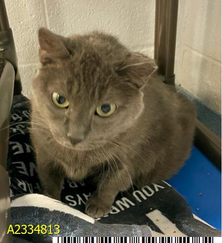 PEANUT, Adoptable, Adult Female Russian Blue.