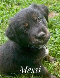 Messi, adopted, Puppy Male Golden Retriever & Cattle Dog.