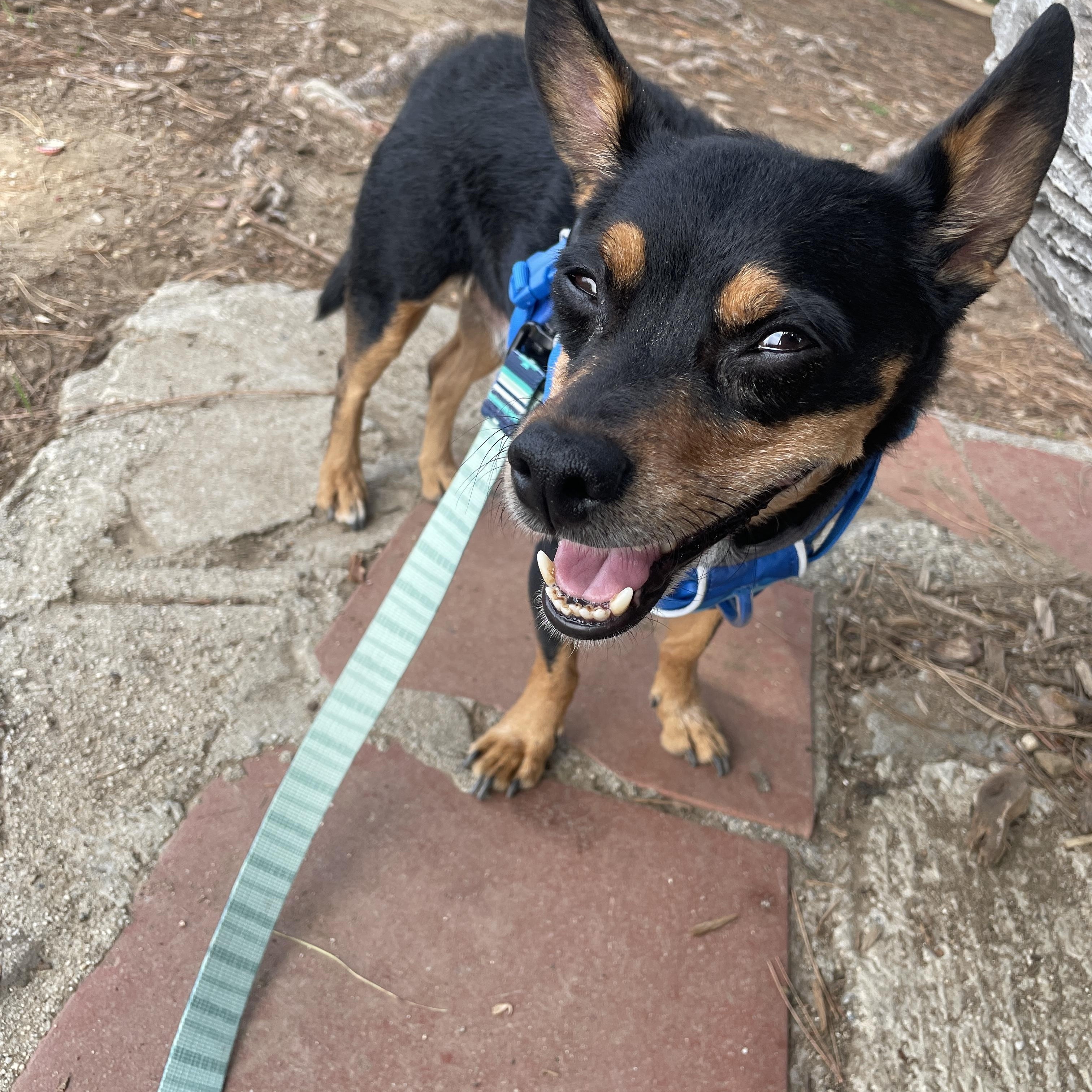 Enlarge Buddy, a Adoptable Miniature Pinscher in Lancaster, CA image 1/1