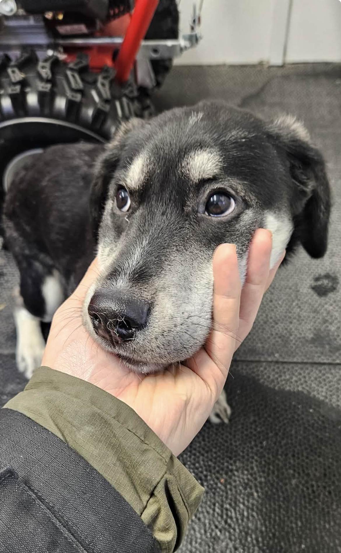 Enlarge Elmo, a Adoptable mixed breed in Terra Cotta, ON image 1/6