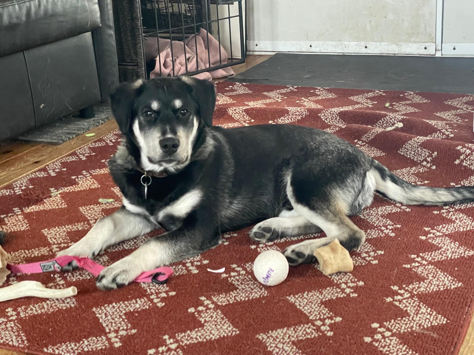 Enlarge Elmo, a Adoptable mixed breed in Terra Cotta, ON image 4/6