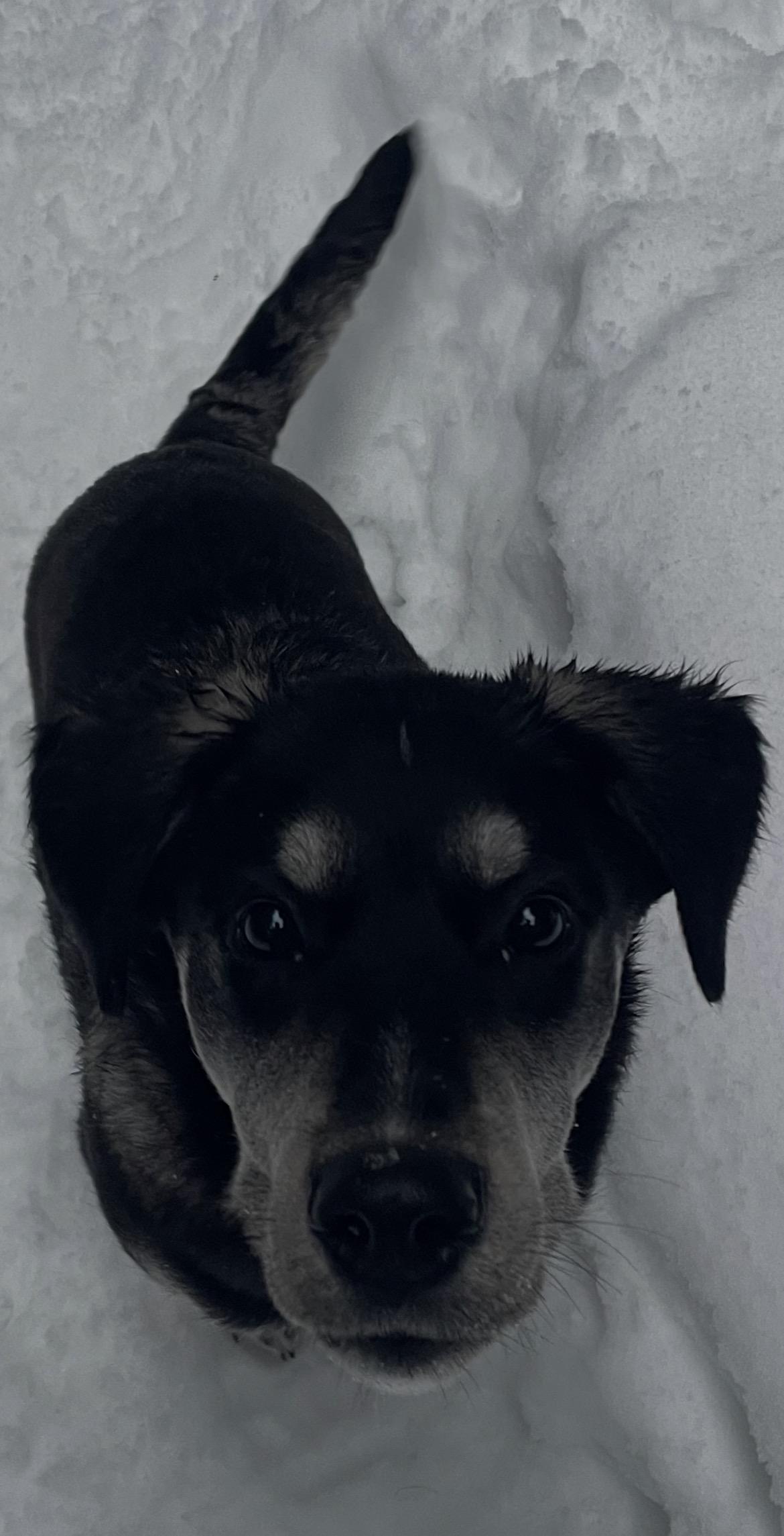 Enlarge Elmo, a Adoptable mixed breed in Terra Cotta, ON image 2/6