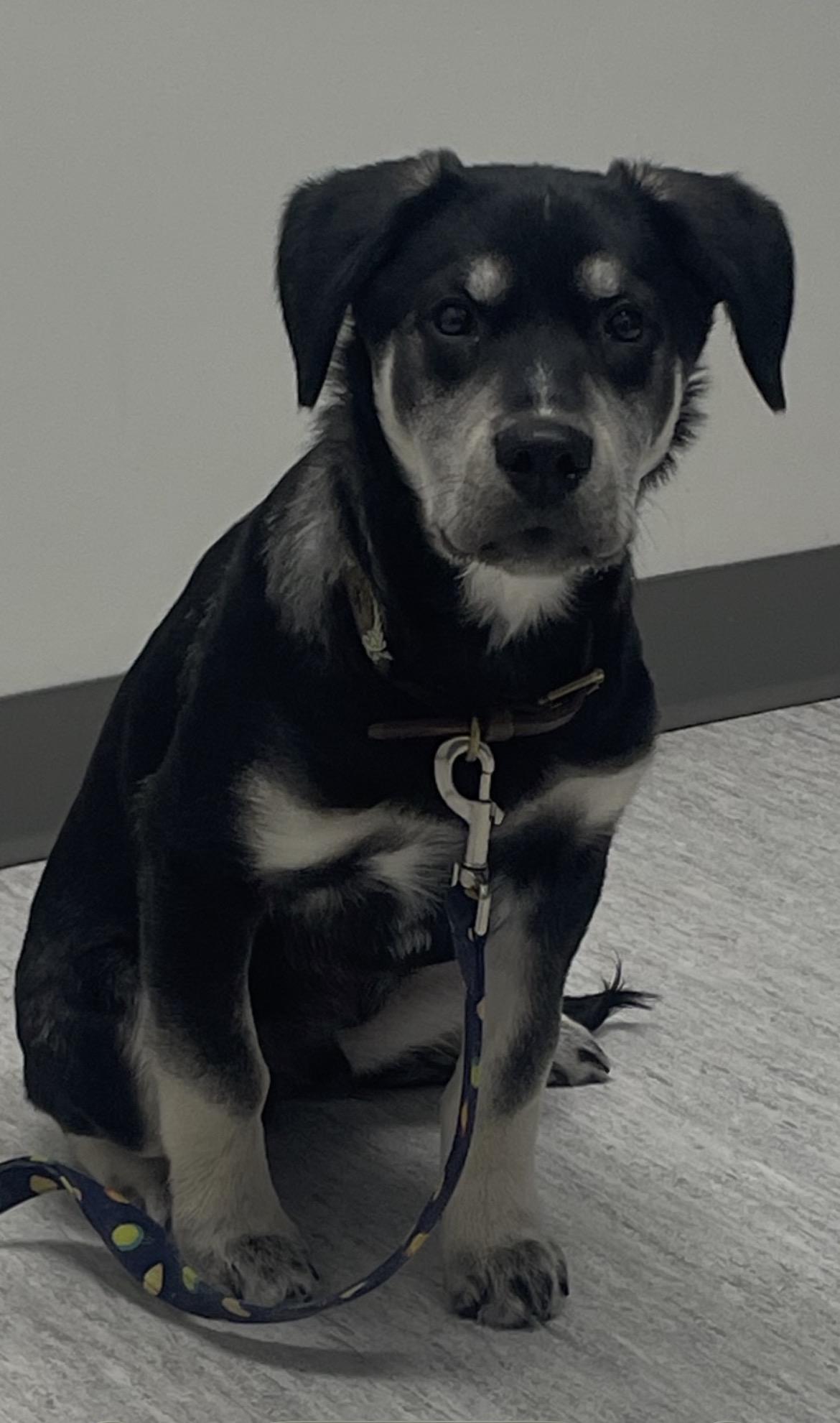 Enlarge Elmo, a Adoptable mixed breed in Terra Cotta, ON image 3/6