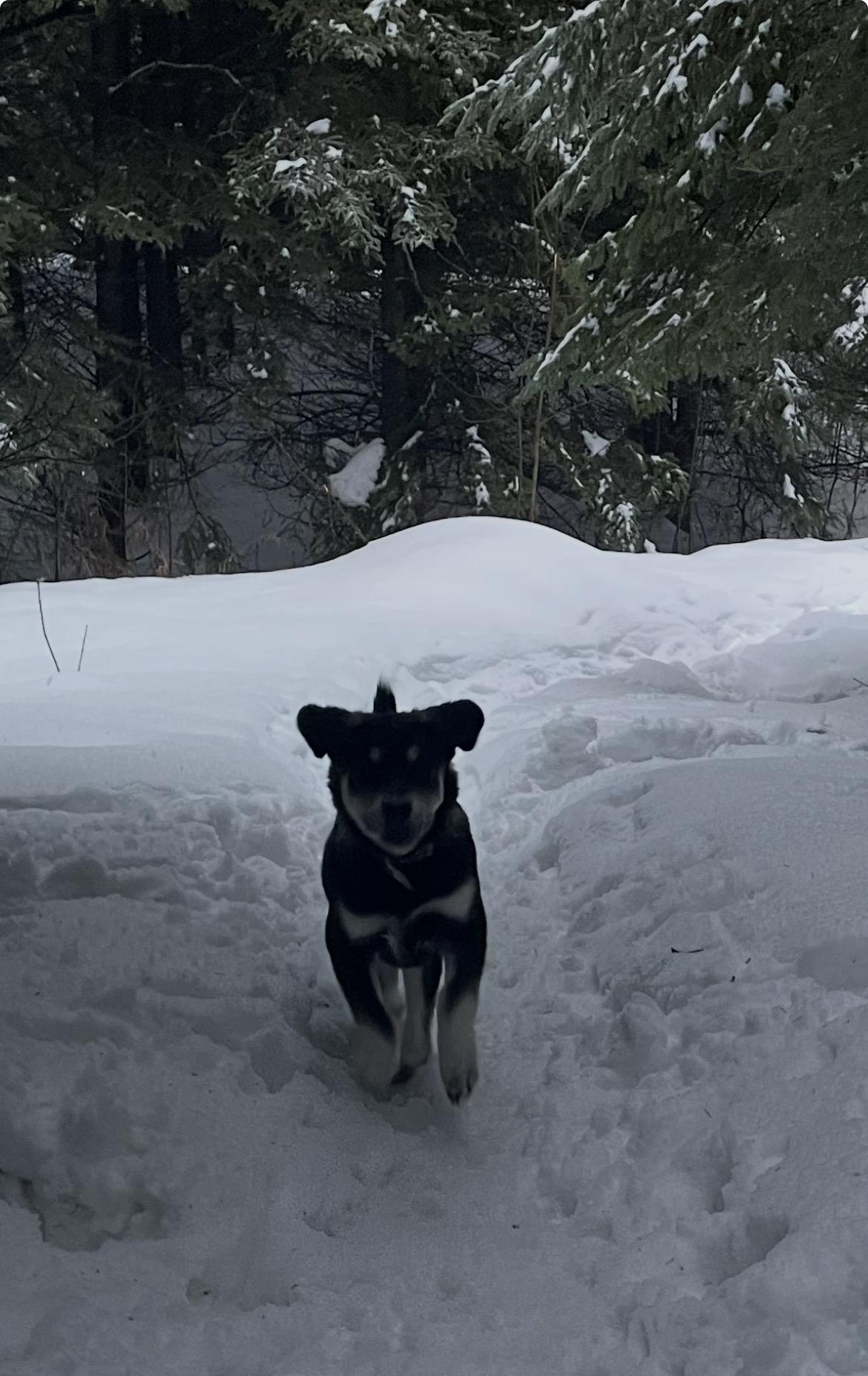 Enlarge Elmo, a Adoptable mixed breed in Terra Cotta, ON image 6/6