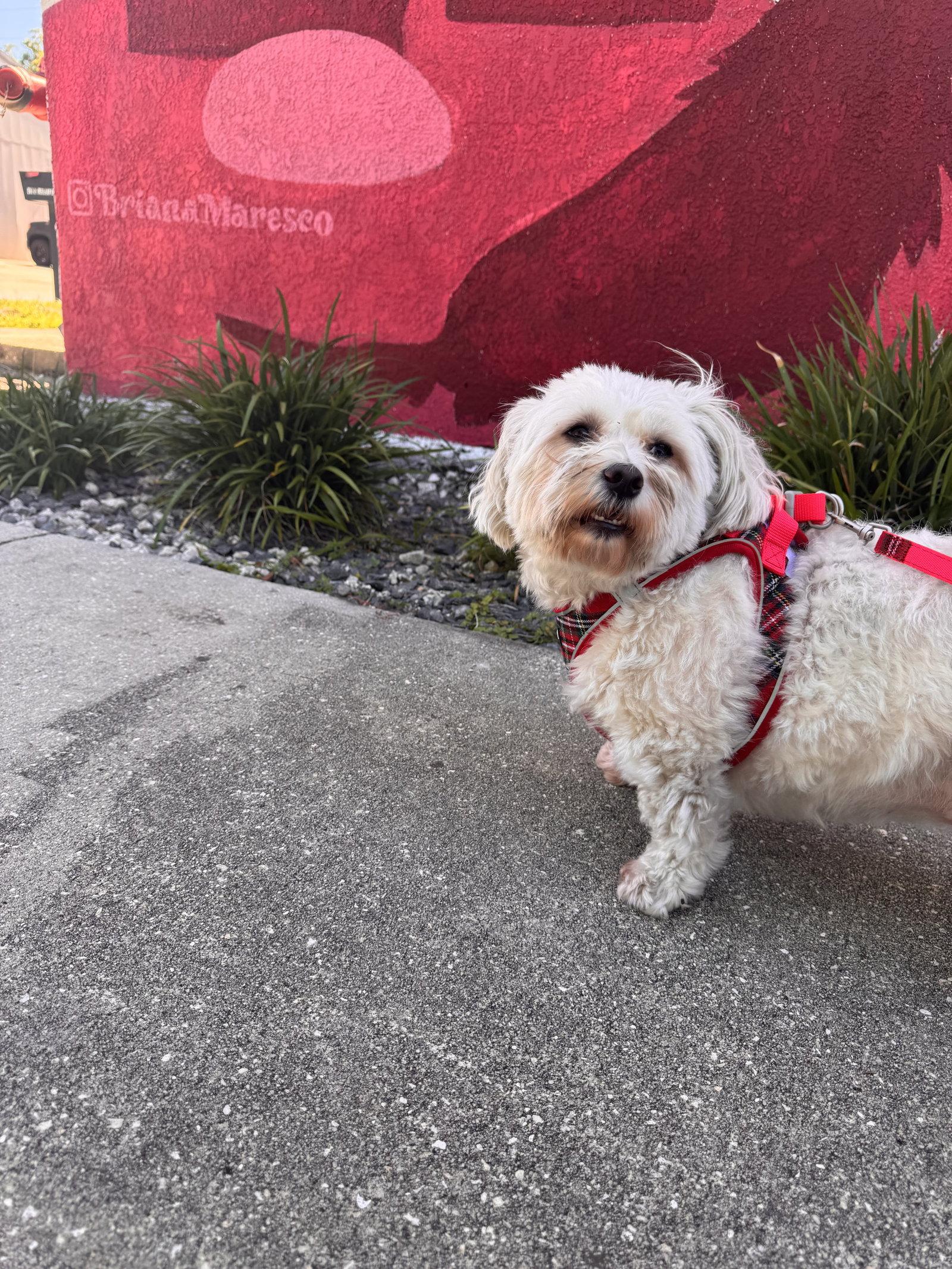 Phee Phee, a Adopted mixed breed in Sanford, FL image 1/3