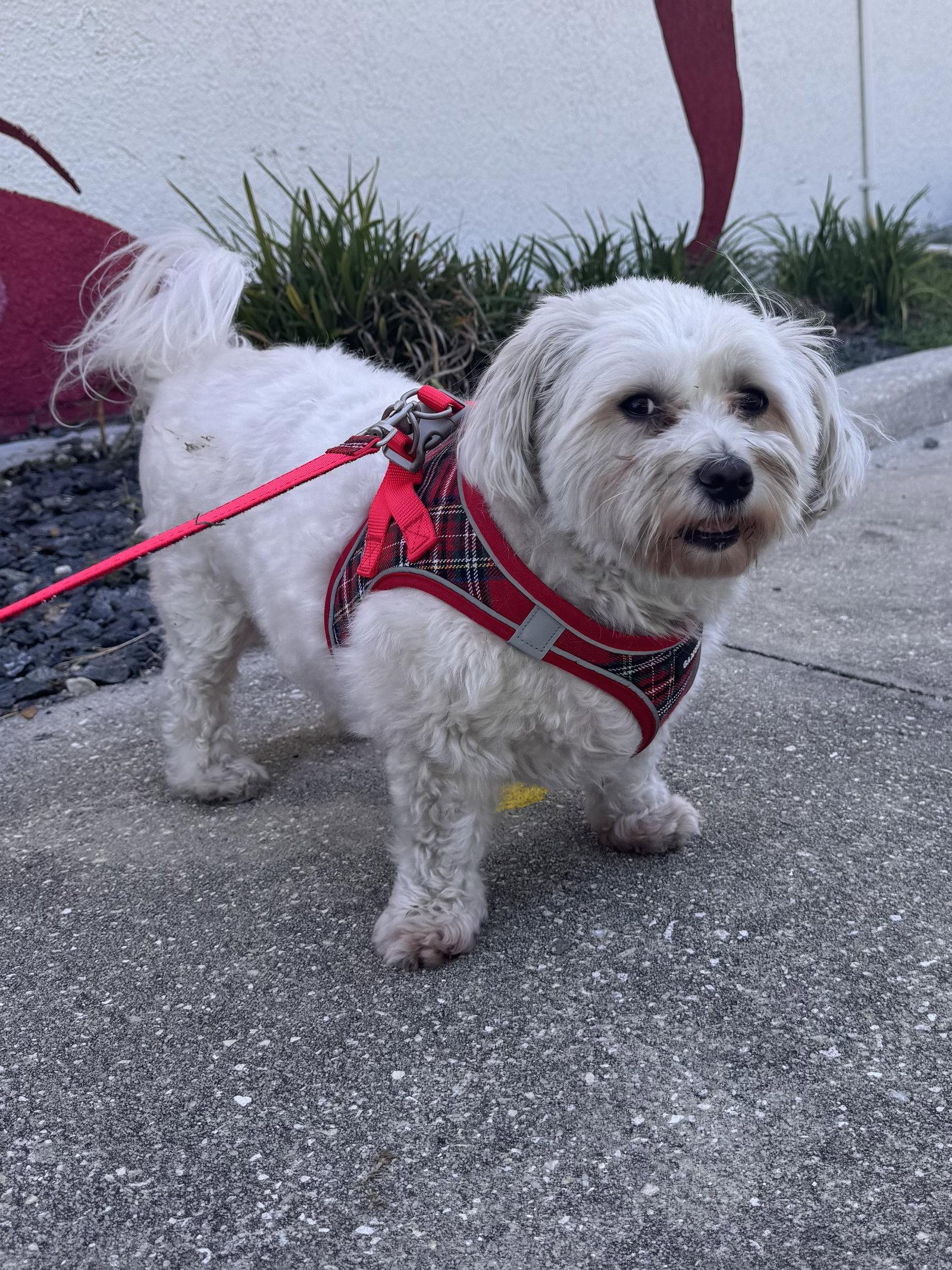 Phee Phee, a Adopted mixed breed in Sanford, FL image 2/3