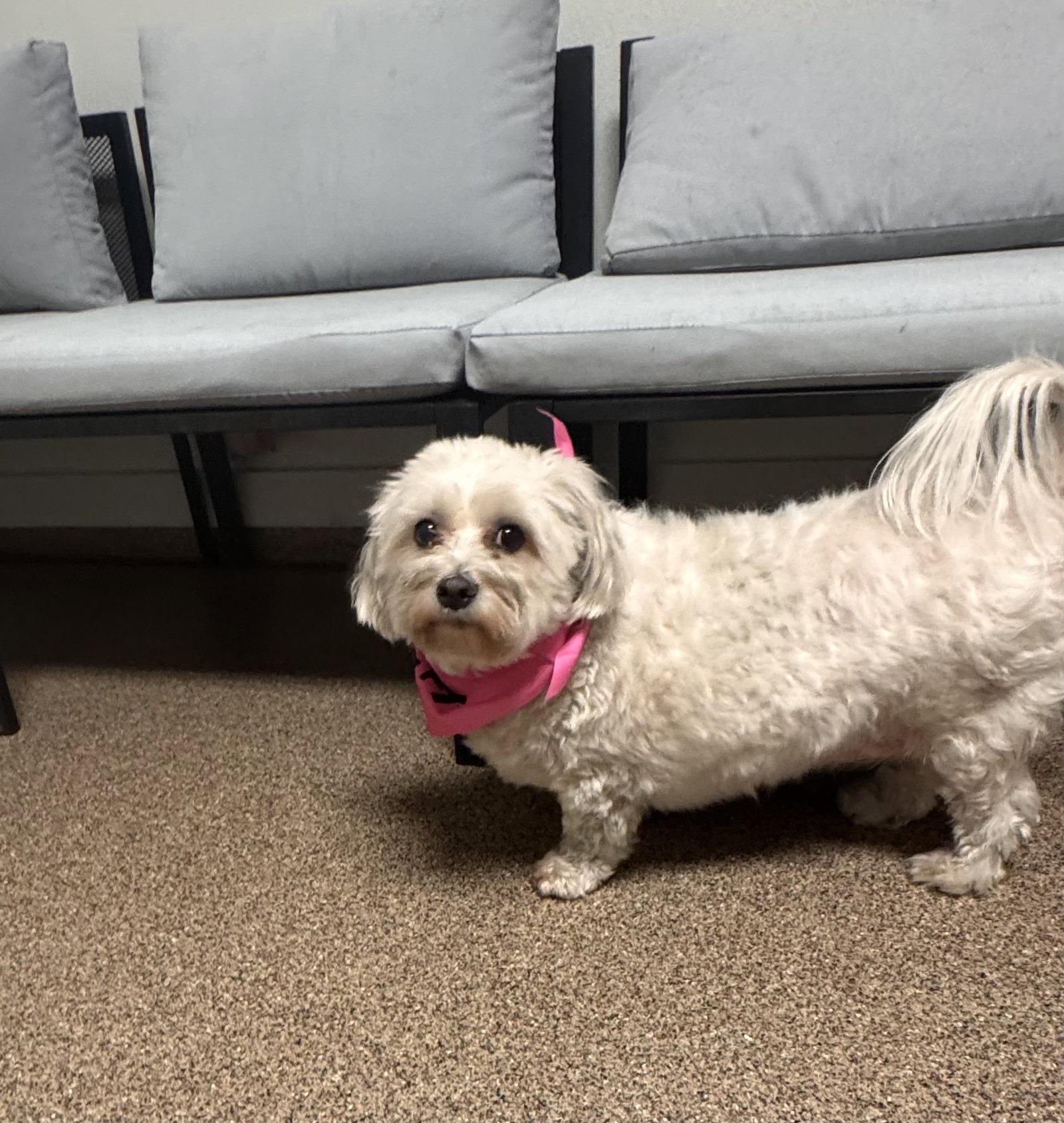 Phee Phee, a Adopted mixed breed in Sanford, FL image 3/3