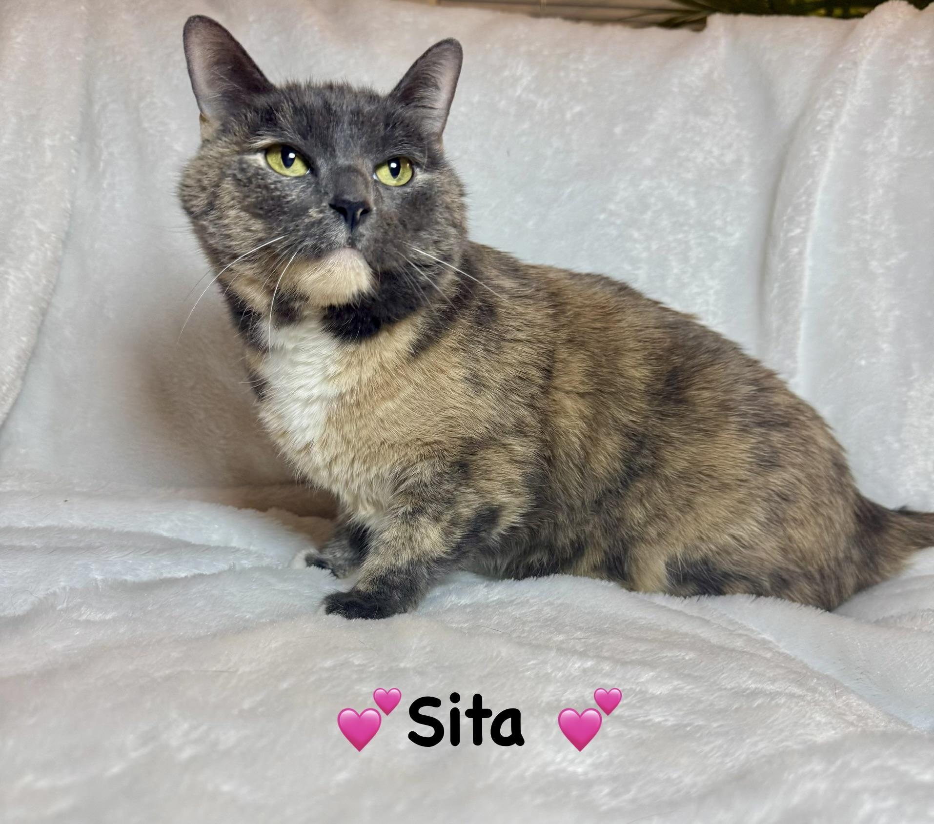 Enlarge Sita, a ADOPTABLE Dilute Calico in Copley, OH image 3/3