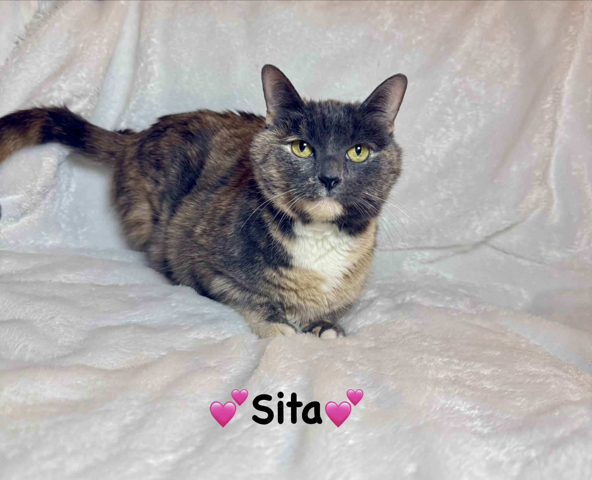 Enlarge Sita, a ADOPTABLE Dilute Calico in Copley, OH image 2/3
