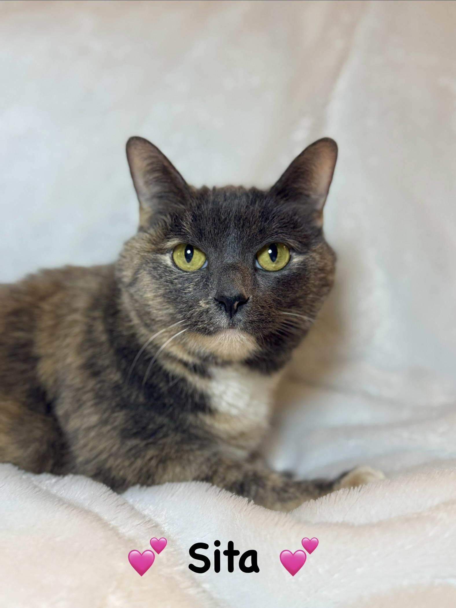 Sita, ADOPTABLE, Senior Female Dilute Calico.