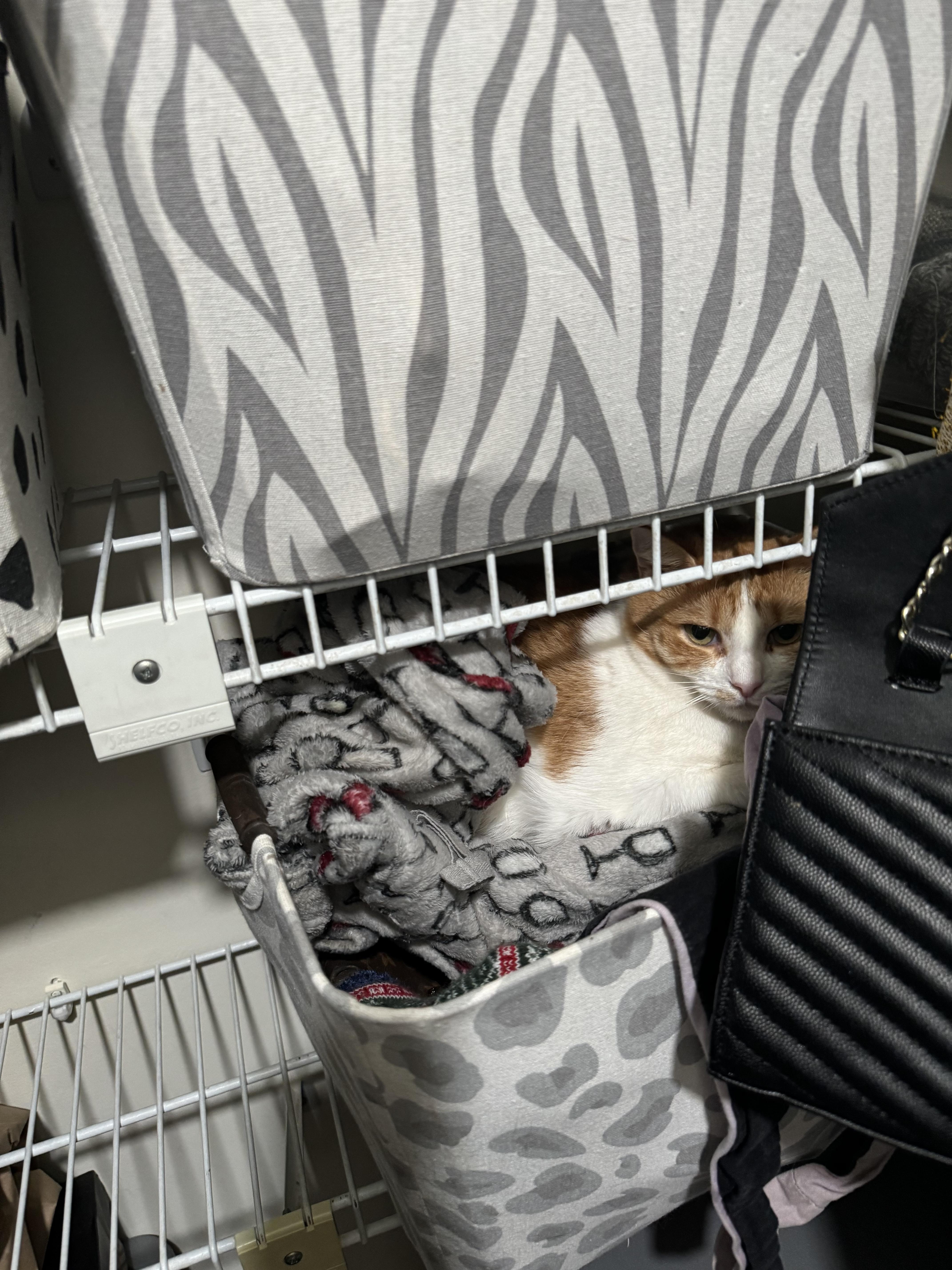 Ruby, a Adopted American Shorthair in Galloway, NJ image 3/6