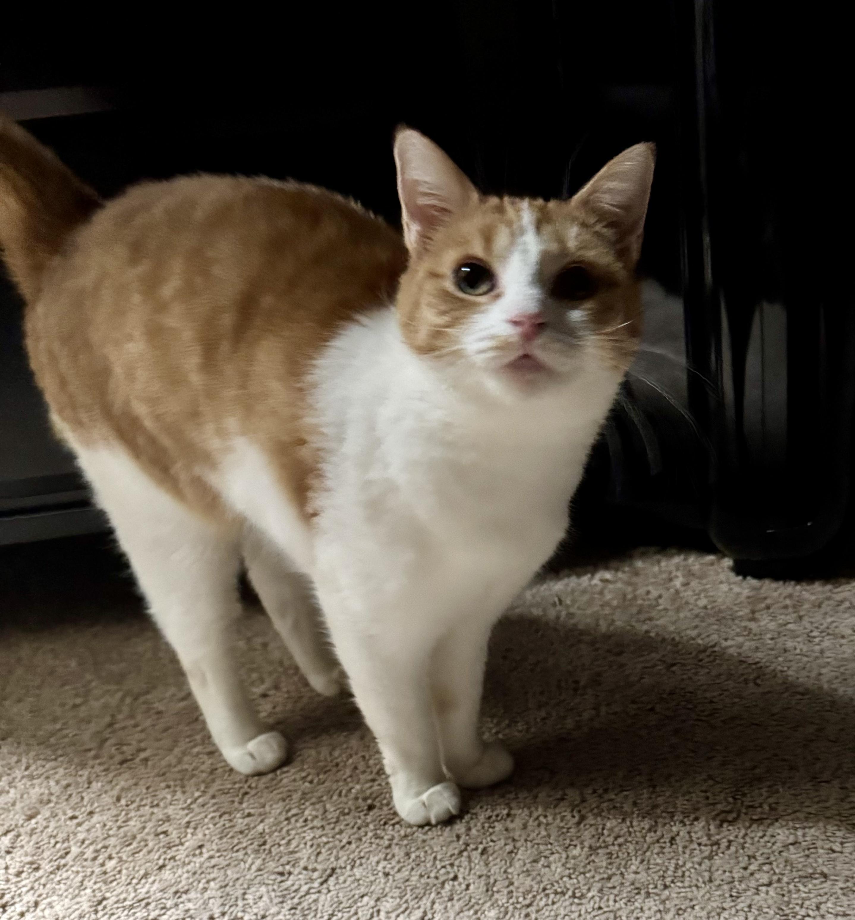 Ruby, Adopted, Young Female American Shorthair.