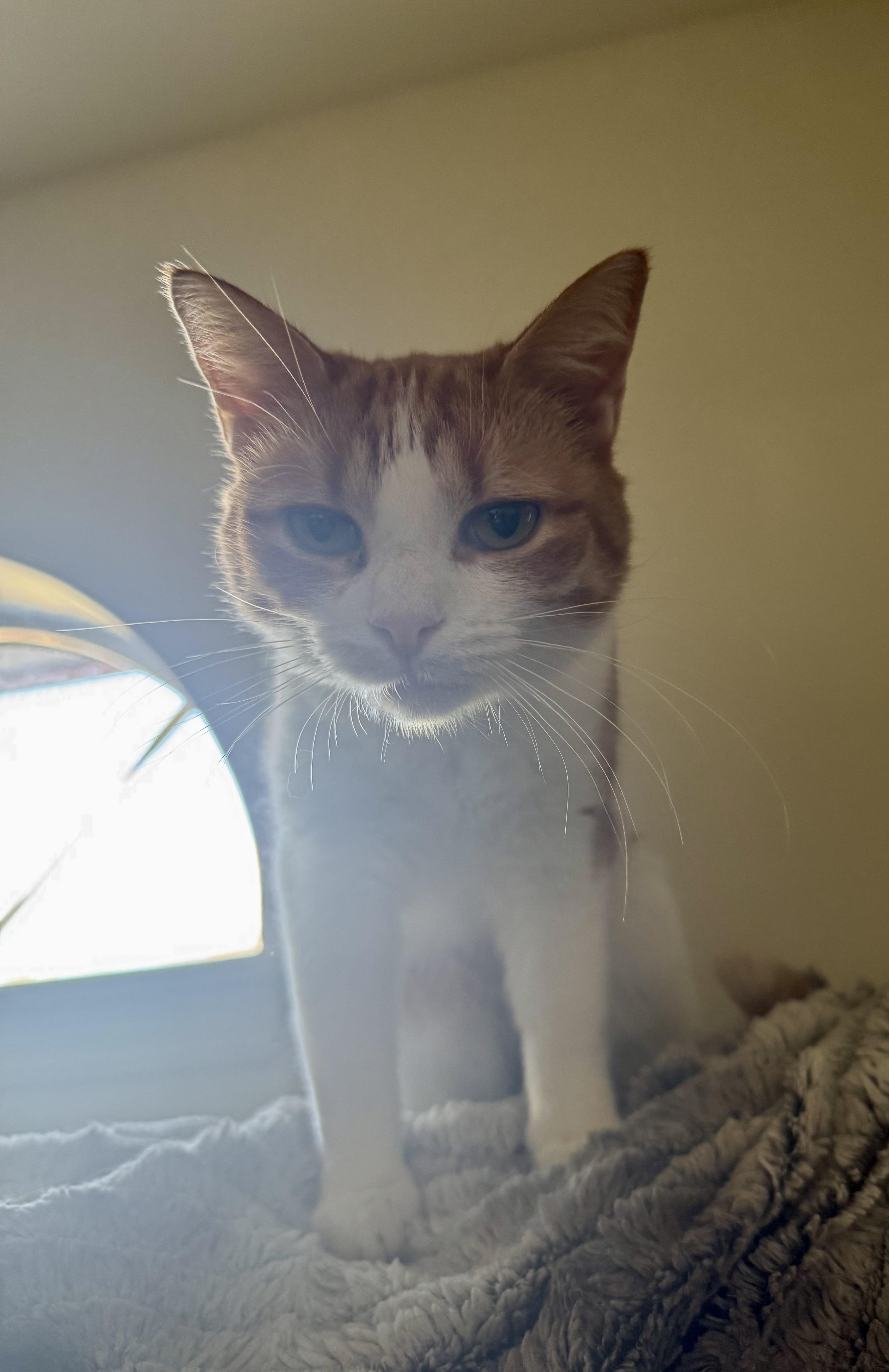 Ruby, a Adopted American Shorthair in Galloway, NJ image 4/6