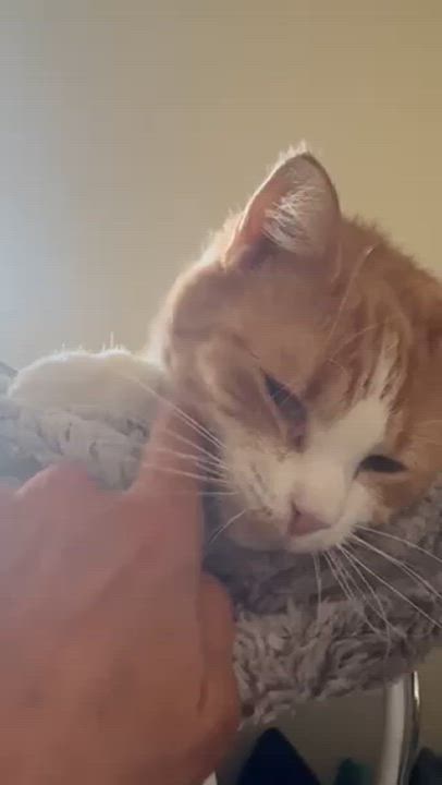 Enlarge Ruby, a Adopted American Shorthair in Galloway, NJ video 2/6