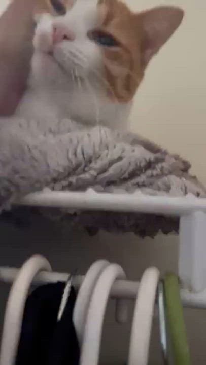 Enlarge Ruby, a Adopted American Shorthair in Galloway, NJ video 5/6