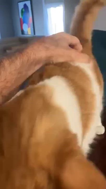 Enlarge Ruby, a Adopted American Shorthair in Galloway, NJ video 6/6