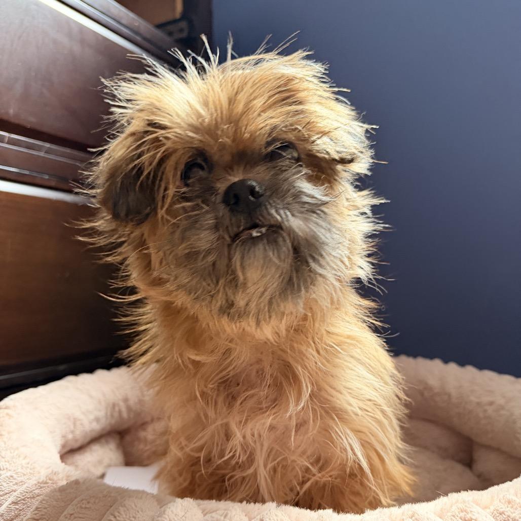 Dumplin, a Adoptable mixed breed in Medford, NJ image 2/6