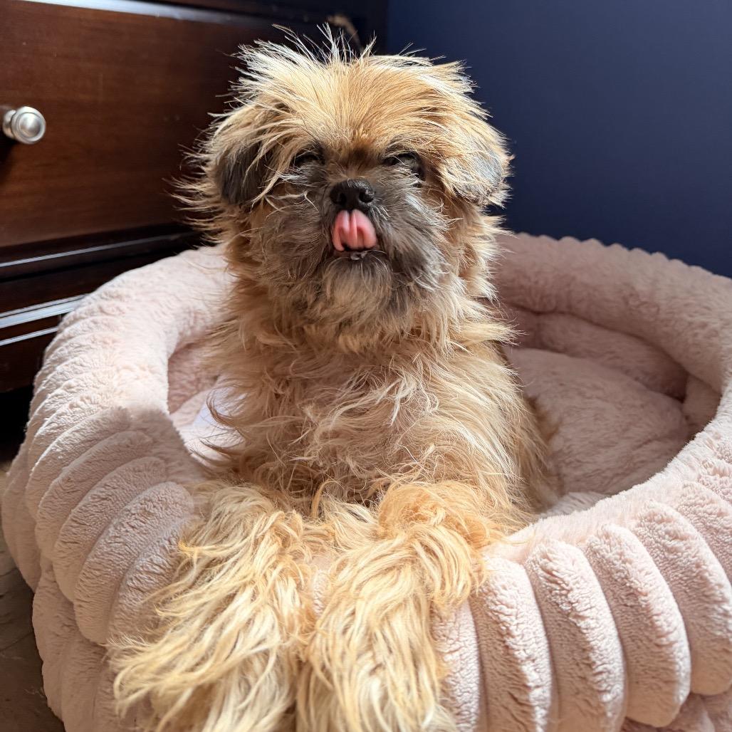 Dumplin, a Adoptable mixed breed in Medford, NJ image 5/6