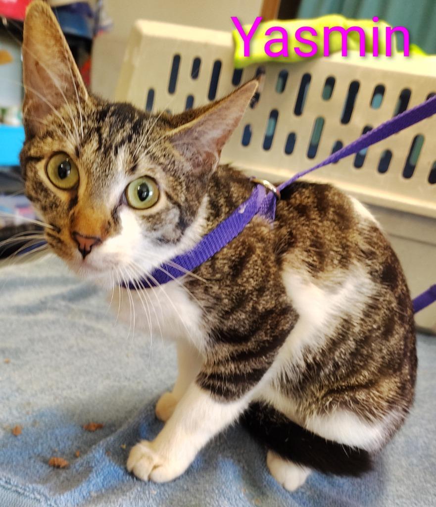 Yasmin, Adoptable, Kitten Female Domestic Short Hair.