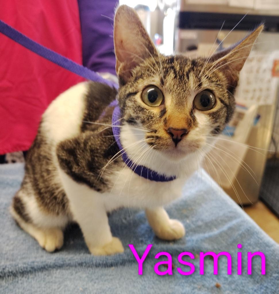 Enlarge Yasmin, a Adoptable mixed breed in Mena, AR image 2/2