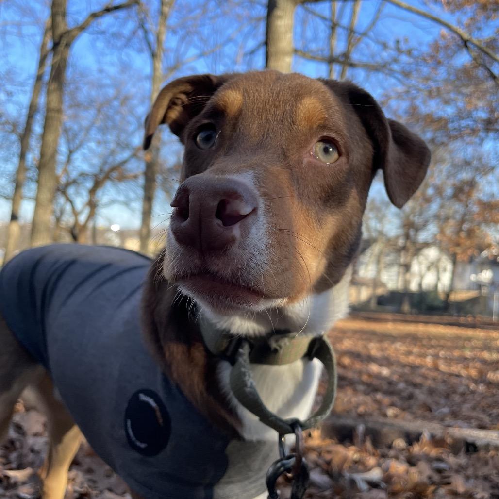 Julien, Adoptable, Young Male Australian Shepherd & Border Collie.