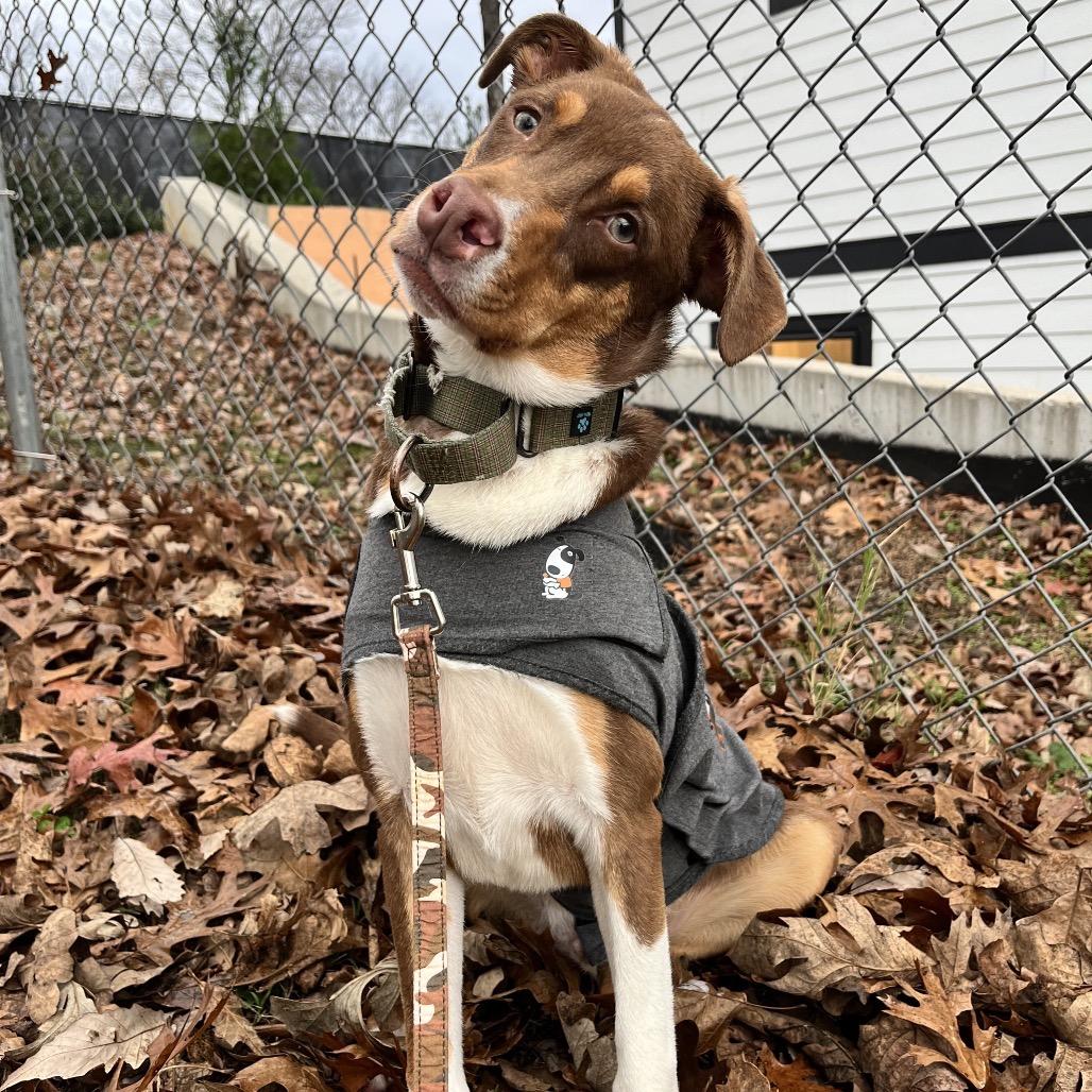 Enlarge Julien, a Adoptable mixed breed in Nashville, TN image 2/6