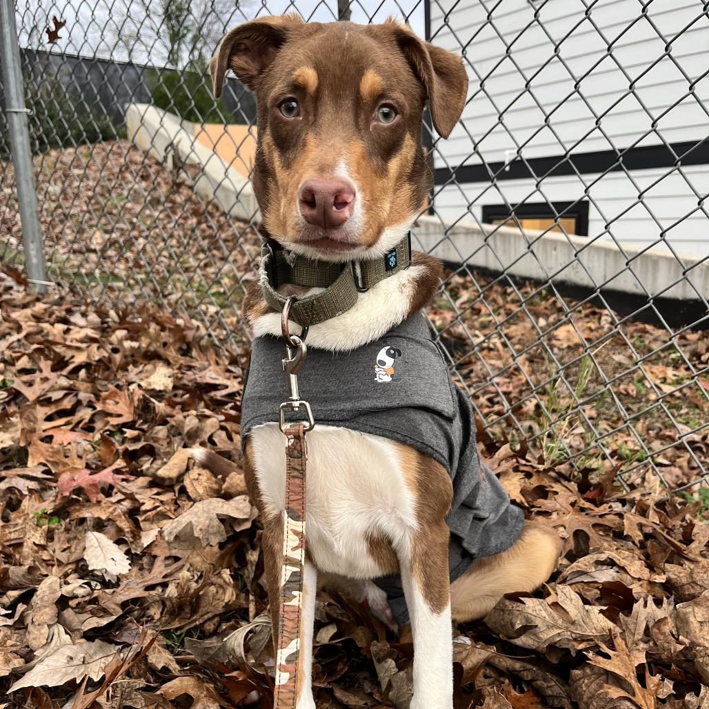 Enlarge Julien, a Adoptable mixed breed in Nashville, TN image 3/6