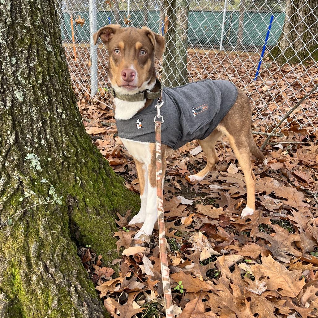 Enlarge Julien, a Adoptable mixed breed in Nashville, TN image 4/6