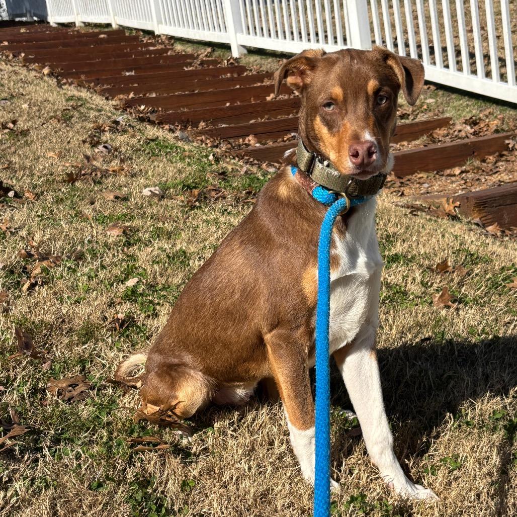Enlarge Julien, a Adoptable mixed breed in Nashville, TN image 5/6
