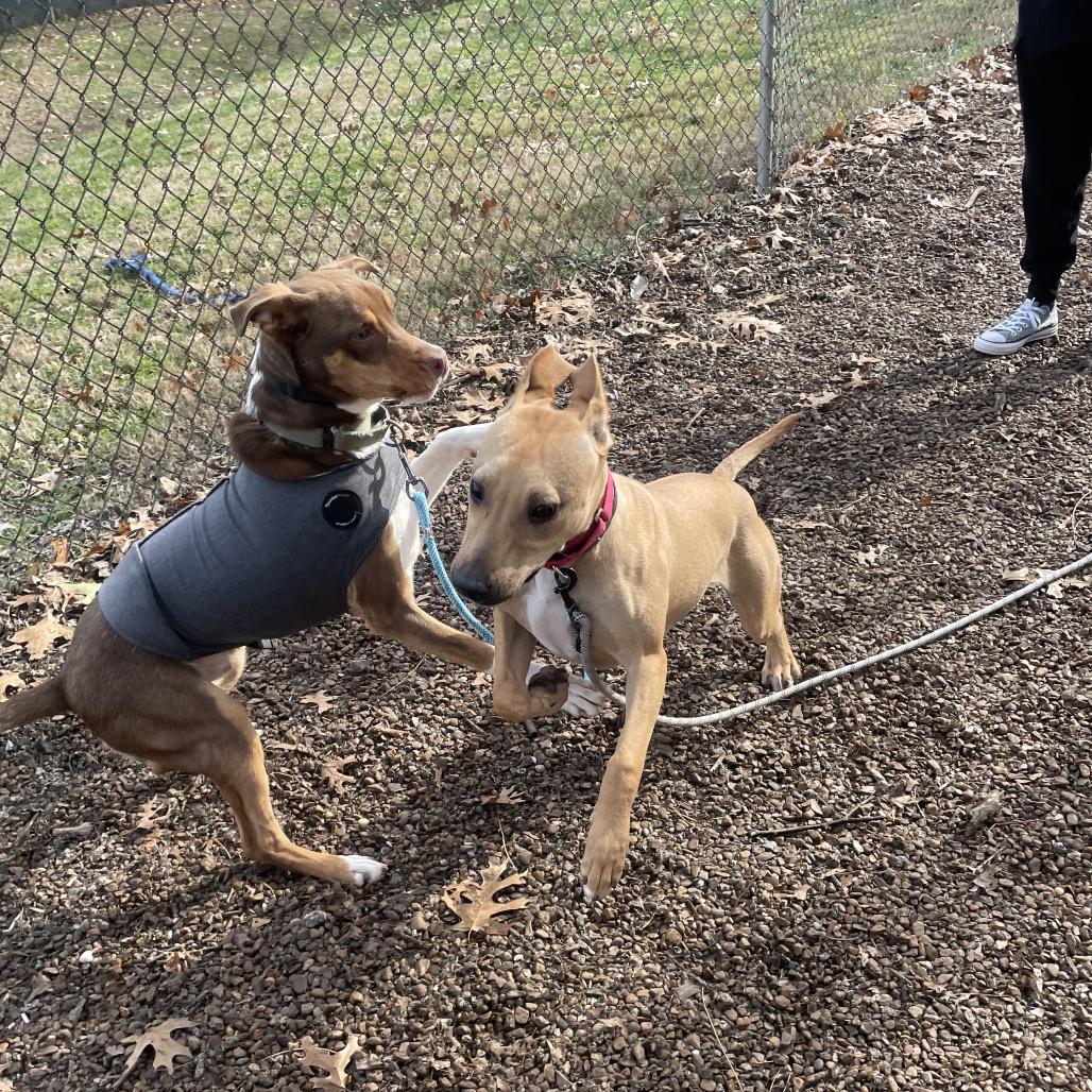 Enlarge Julien, a Adoptable mixed breed in Nashville, TN image 6/6
