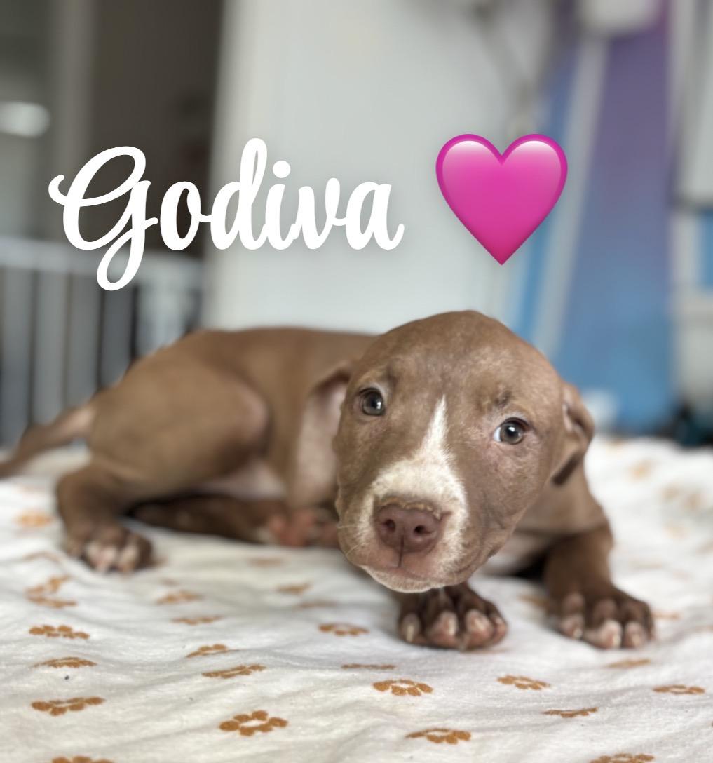 Enlarge Godiva, an adopted Pit Bull Terrier in Felton, PA image 1/1