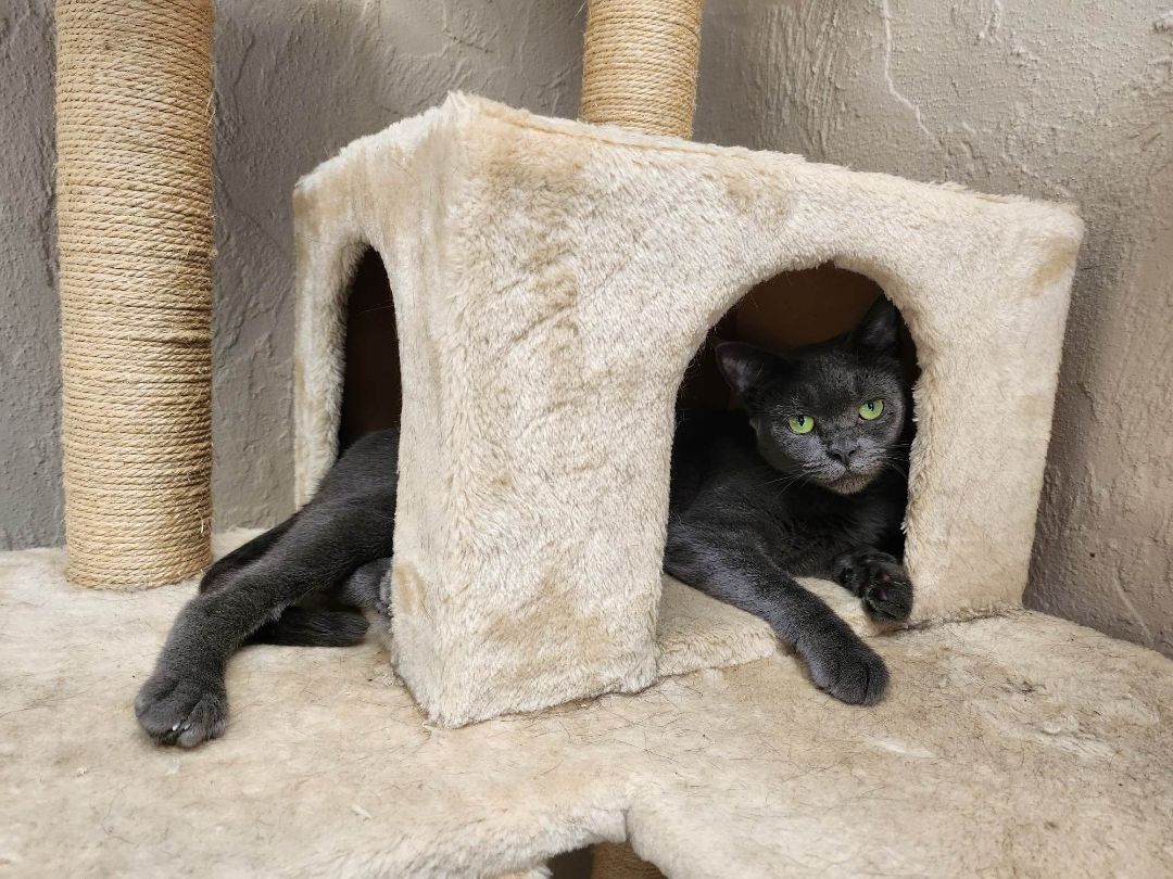 Enlarge Holly, a Adoptable Russian Blue in Miami Beach, FL image 1/4