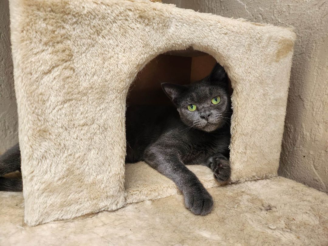 Enlarge Holly, a Adoptable Russian Blue in Miami Beach, FL image 2/4