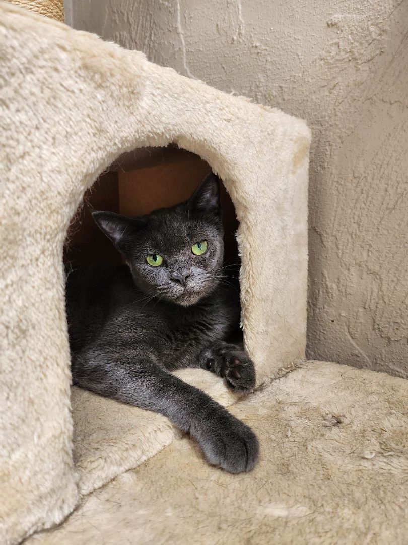 Enlarge Holly, a Adoptable Russian Blue in Miami Beach, FL image 3/4