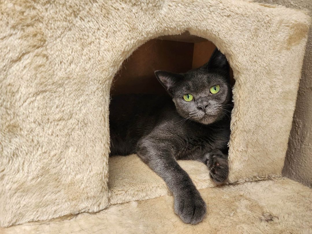 Enlarge Holly, a Adoptable Russian Blue in Miami Beach, FL image 4/4