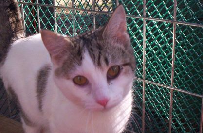 Emilie (sweet, loving), Adult Female unknown