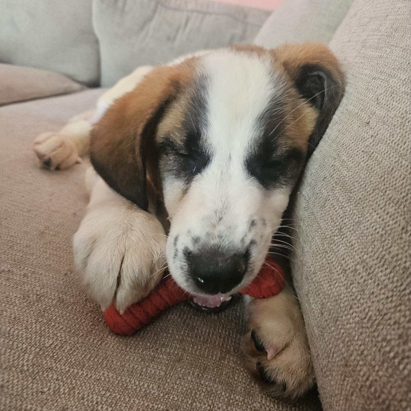 Enlarge Yesterday , an adopted mixed breed in Oviedo, FL image 2/2