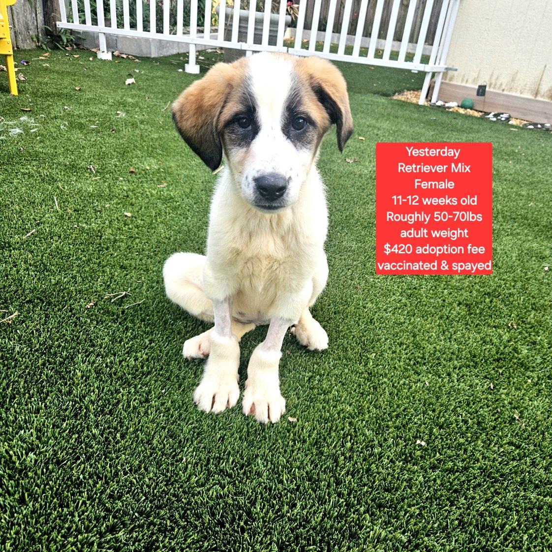 Yesterday , adopted, Puppy Female Retriever.