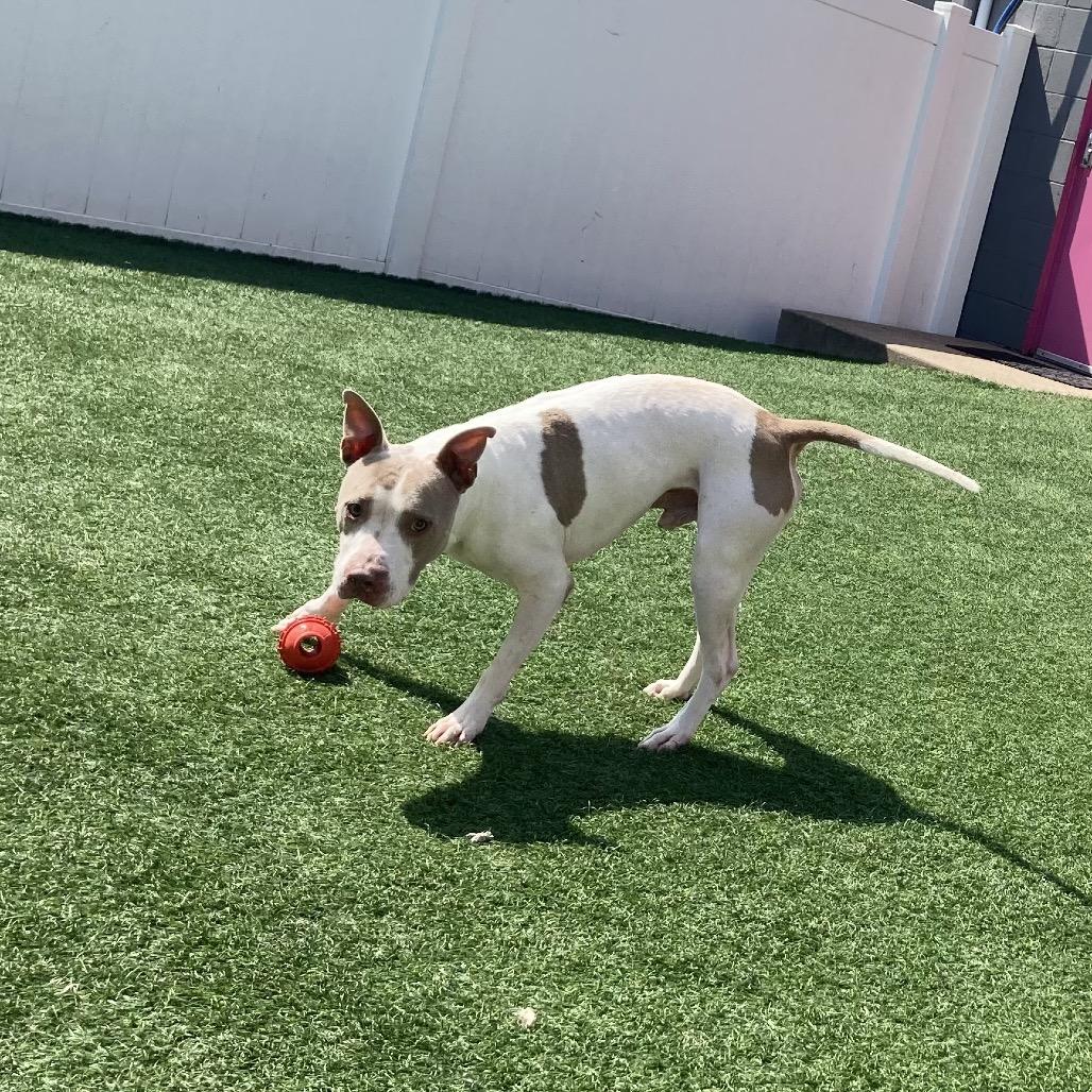 Enlarge McGuire, a Adoptable mixed breed in Spring Hill, KS image 1/6