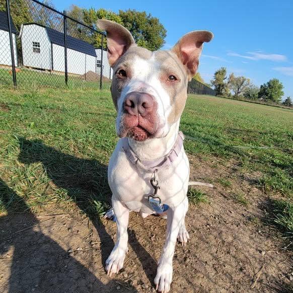 Enlarge McGuire, a Adoptable mixed breed in Spring Hill, KS image 2/6
