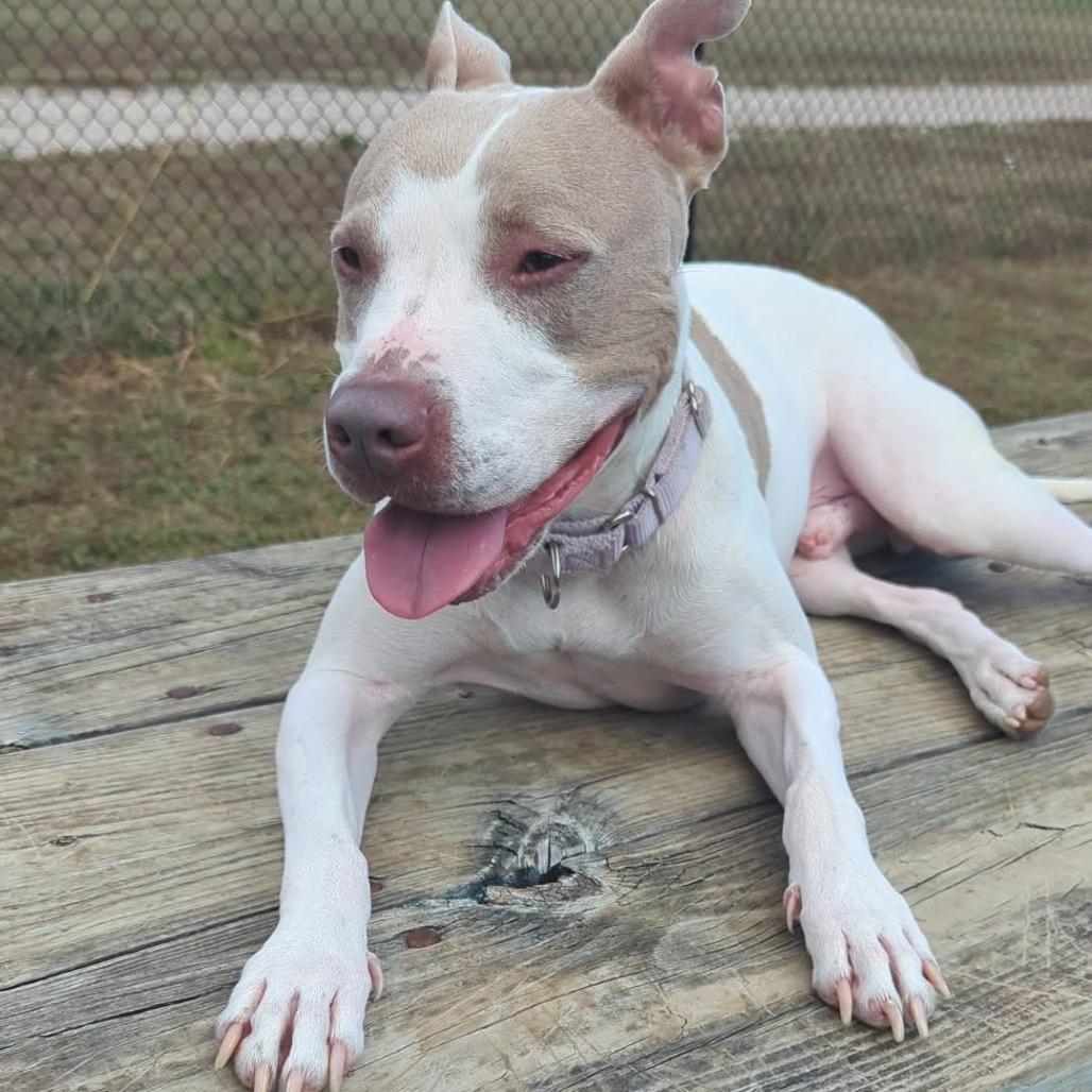 Enlarge McGuire, a Adoptable mixed breed in Spring Hill, KS image 3/6