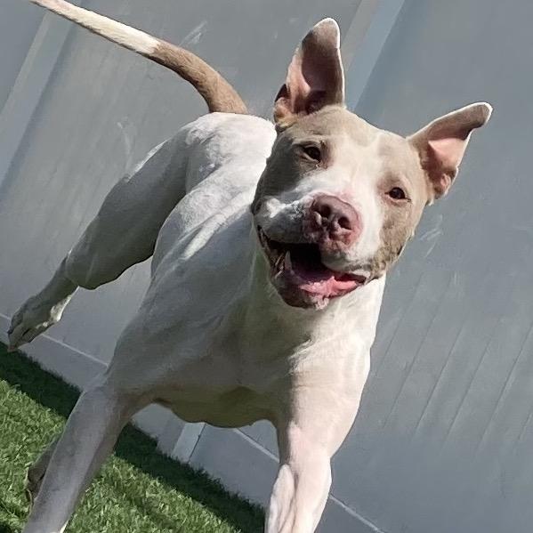 Enlarge McGuire, a Adoptable mixed breed in Spring Hill, KS image 4/6