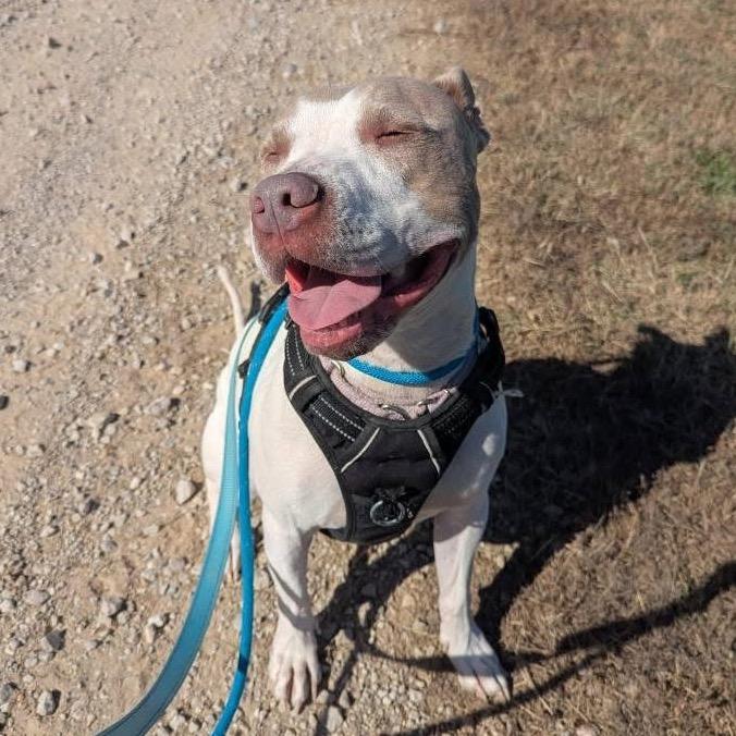 McGuire — thumbnail 3