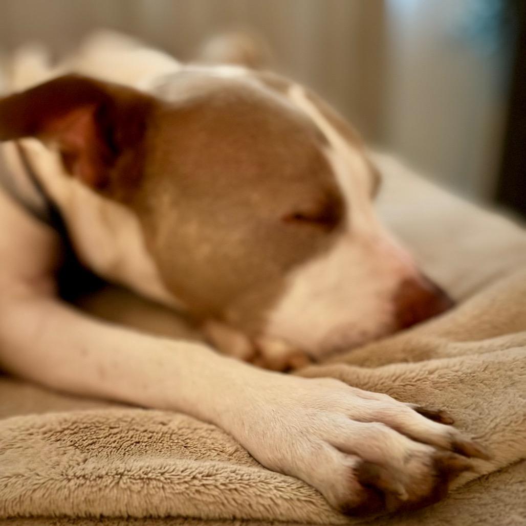 Enlarge McGuire, a Adoptable mixed breed in Spring Hill, KS image 5/6