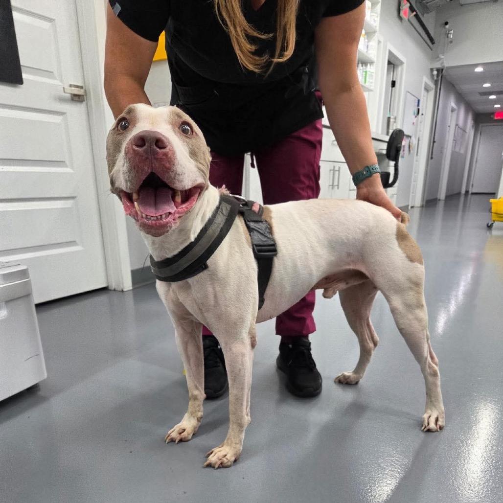 McGuire — thumbnail 4