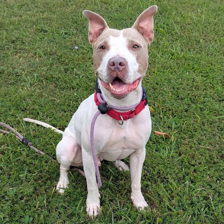 McGuire — thumbnail 5