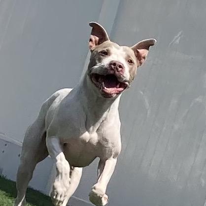 Enlarge McGuire, a Adoptable mixed breed in Spring Hill, KS image 6/6
